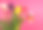 粉红色的背景上点缀着五颜六色的郁金香和香水。素材图片