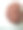 灵芝-灵芝菇素材图片