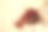 红色藏红花小木勺放在木桌上。兰花花的钝杵。素材图片