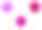 一套六朵花:铁线莲，紫菀，矮牵牛花，紫菀，大丽花，百日草素材图片