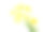 黄色的郁金香花瓣上有粉红色的镶边，绿色的叶子在白色的背景上素材图片
