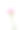 粉红色的康乃馨孤立在白色背景上素材图片