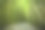 毛伊岛的竹林。素材图片