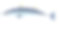 蓝鳍金枪鱼，孤立在白色的背景。素材图片