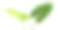 洋芋叶(夜香百合或巨型直立象耳)，异国情调的热带叶子，孤立在白色背景与修剪路径素材图片