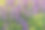 背光的紫色薰衣草鼠尾草花与雨滴盛开素材图片