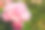 粉红的仙女玫瑰在微距特写中，一朵美丽的花园玫瑰素材图片