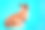 后视图狗可爱的威尔士柯基彭布罗克，向上看在蓝色的背景。易怒和不高兴的宠物。本空间素材图片