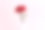 红色康乃馨，孤立在粉红色背景下素材图片