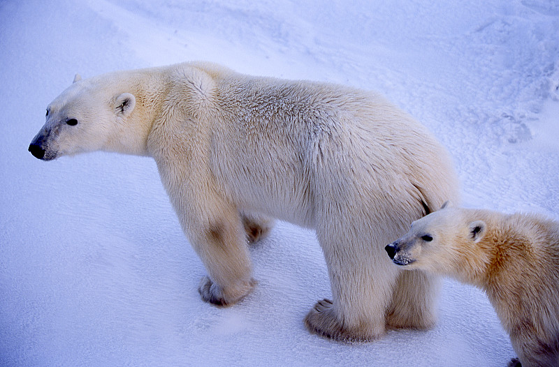 北极熊妈妈和一只幼崽在冰冷的哈德逊湾图片下载