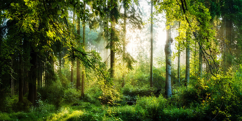 森林中的日出图片下载