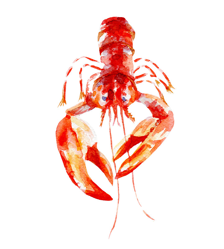 新鲜的龙虾插图。手绘水彩在白色的背景。图片下载
