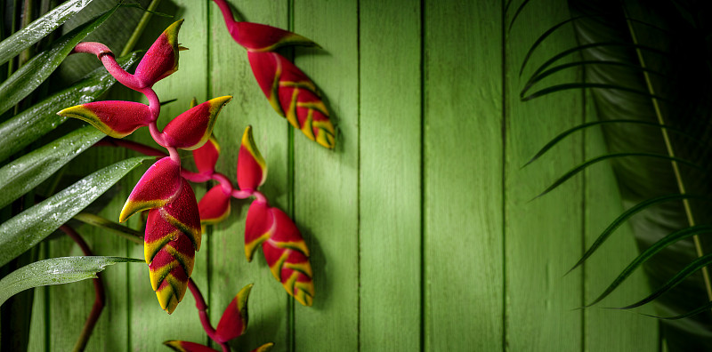 热带向日葵花与旧的绿色风化木板墙背景。图片素材