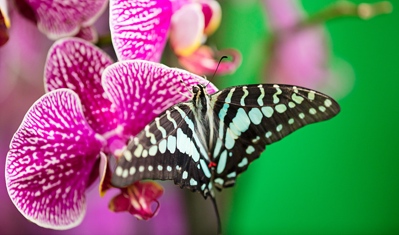 孤雌蝴蝶在美丽的粉红色兰花花上图片下载
