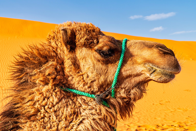 撒哈拉沙漠中的骆驼-摩洛哥图片下载